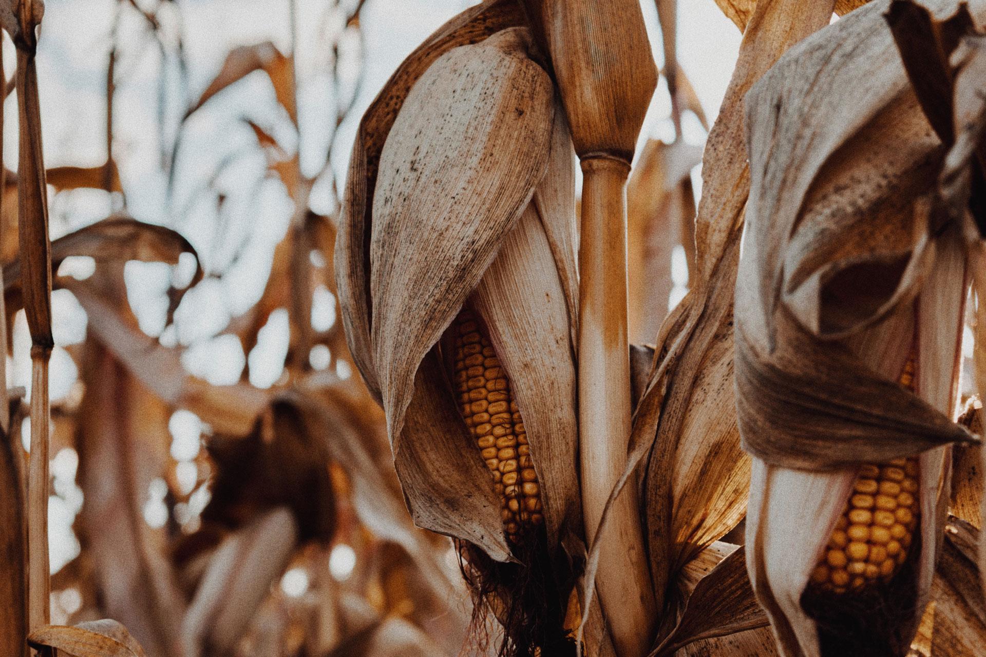 Close-up of dried corn cobs growing on tall stalks
