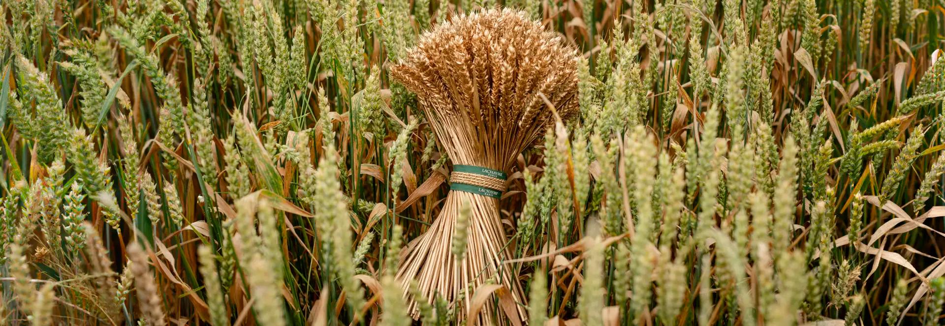 Lachaume wheat bouquet displayed among growing grain