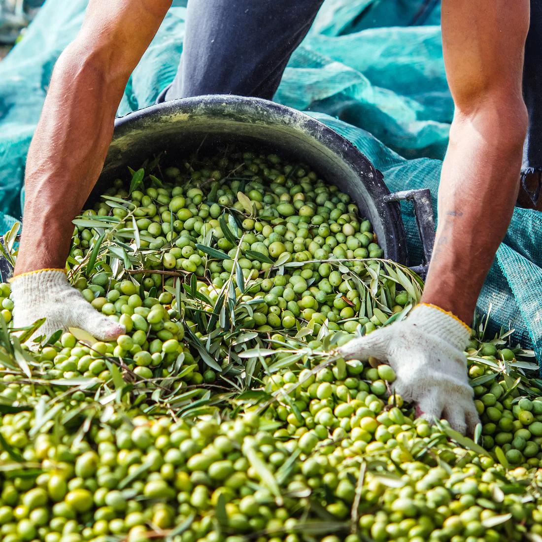 Hands in gloves harvesting green olives into a bucket